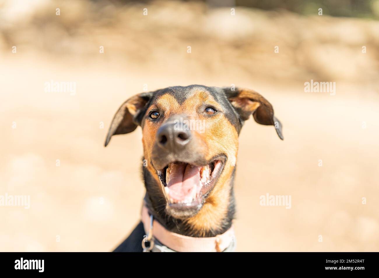 Doberman-Bastard, der in einem Sandpark steht Stockfoto