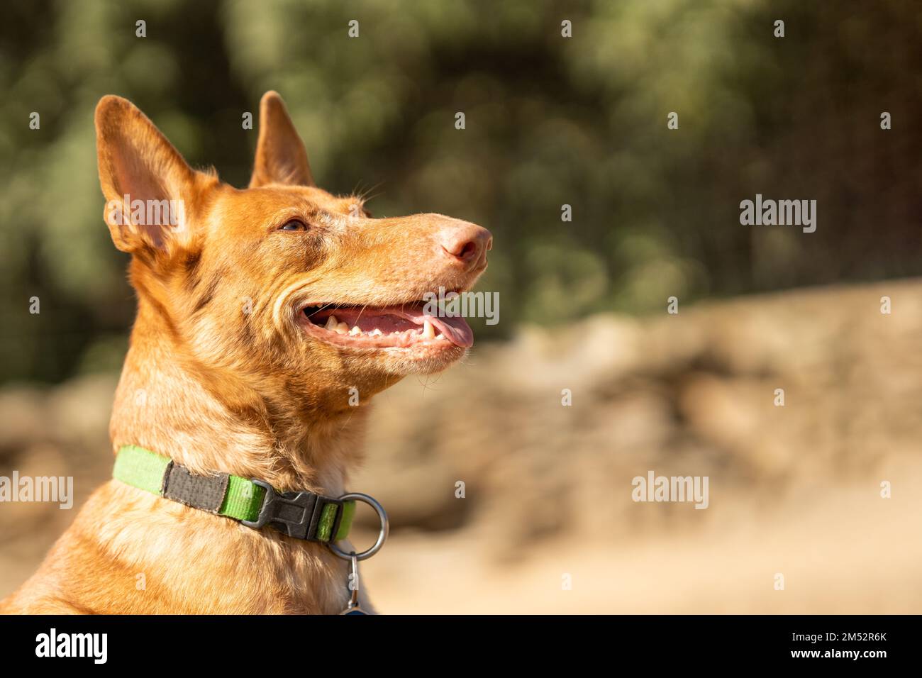 Foto mit Kopie eines Podengo-Hundes, der lächelt, während er seinen Besitzer in einem Park ansieht Stockfoto