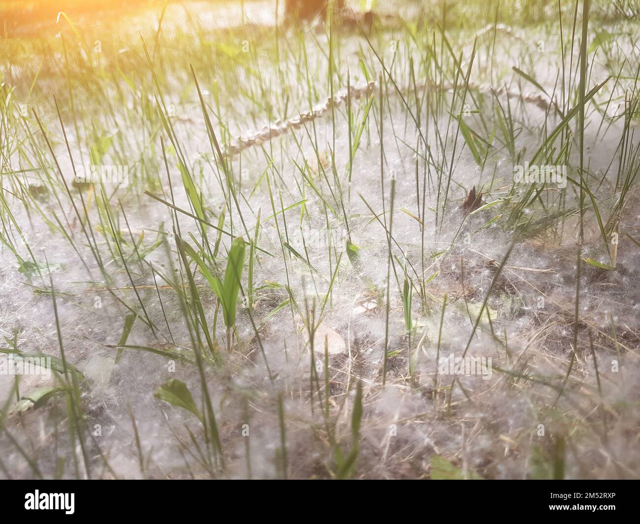 Hintergrund von Pappelflusen auf grünem Gras Stockfoto