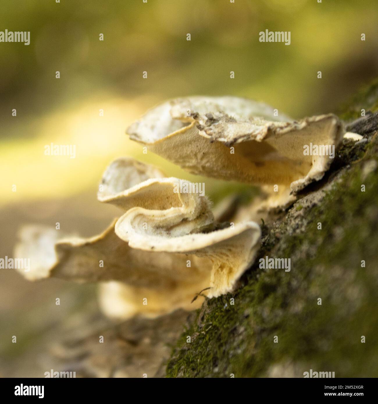 Nahaufnahme von Trametes pubescens Pilz, der auf moosem Holz wächst. Stockfoto