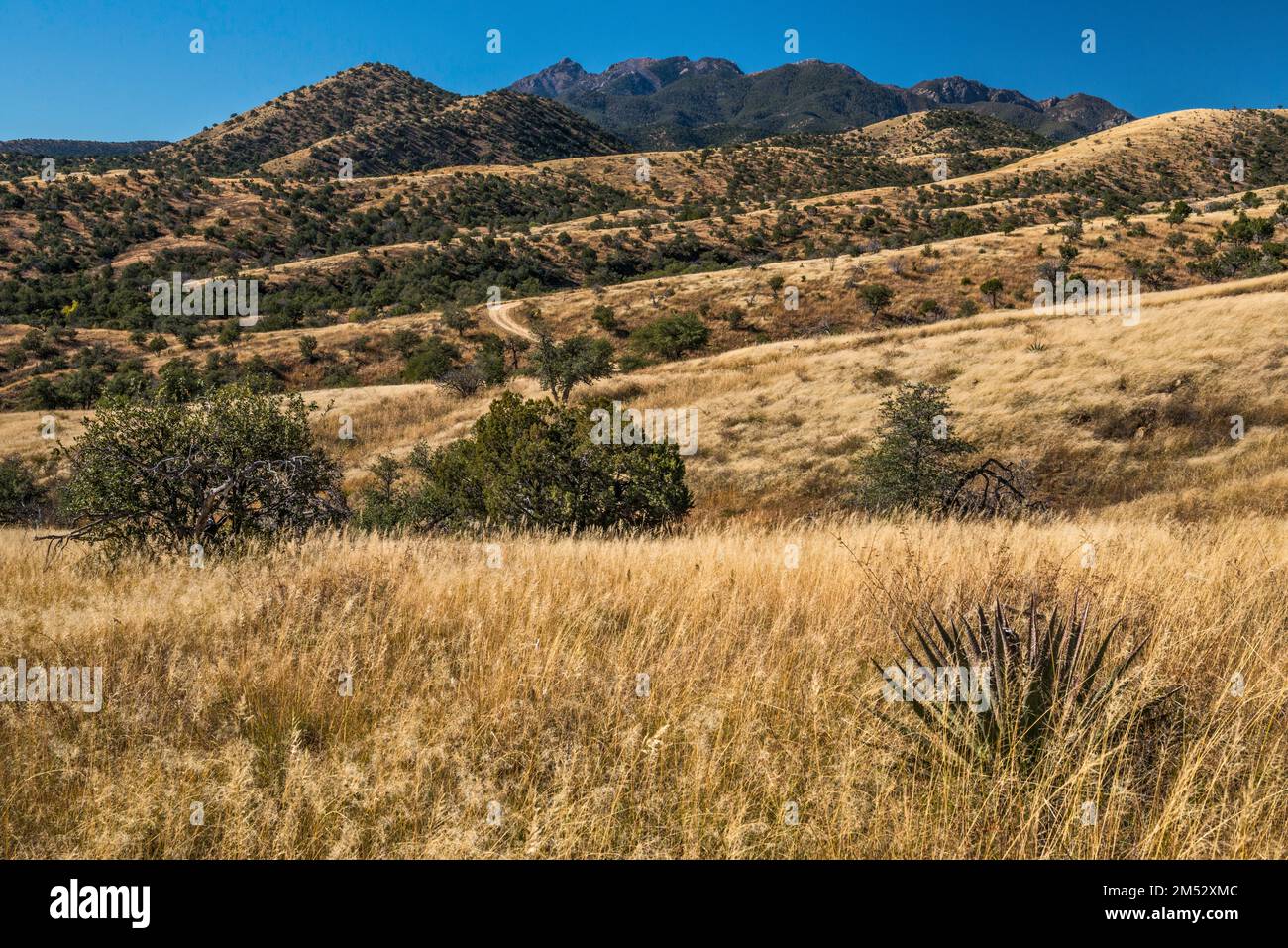 Santa Rita Mountains, über Ophir Gulch, Blick von FS 163 Road, Coronado National Forest, Arizona, USA Stockfoto