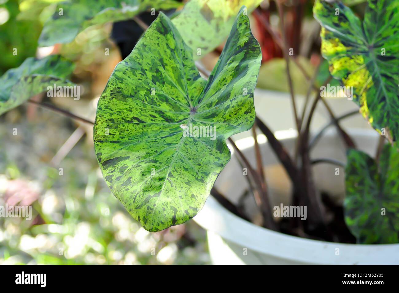 Alocasia, Alocasia mohito oder Mojito Alocasia oder tricolor Alocasia oder schwarz-grünes Blatt oder Bicolor-Pflanze Stockfoto