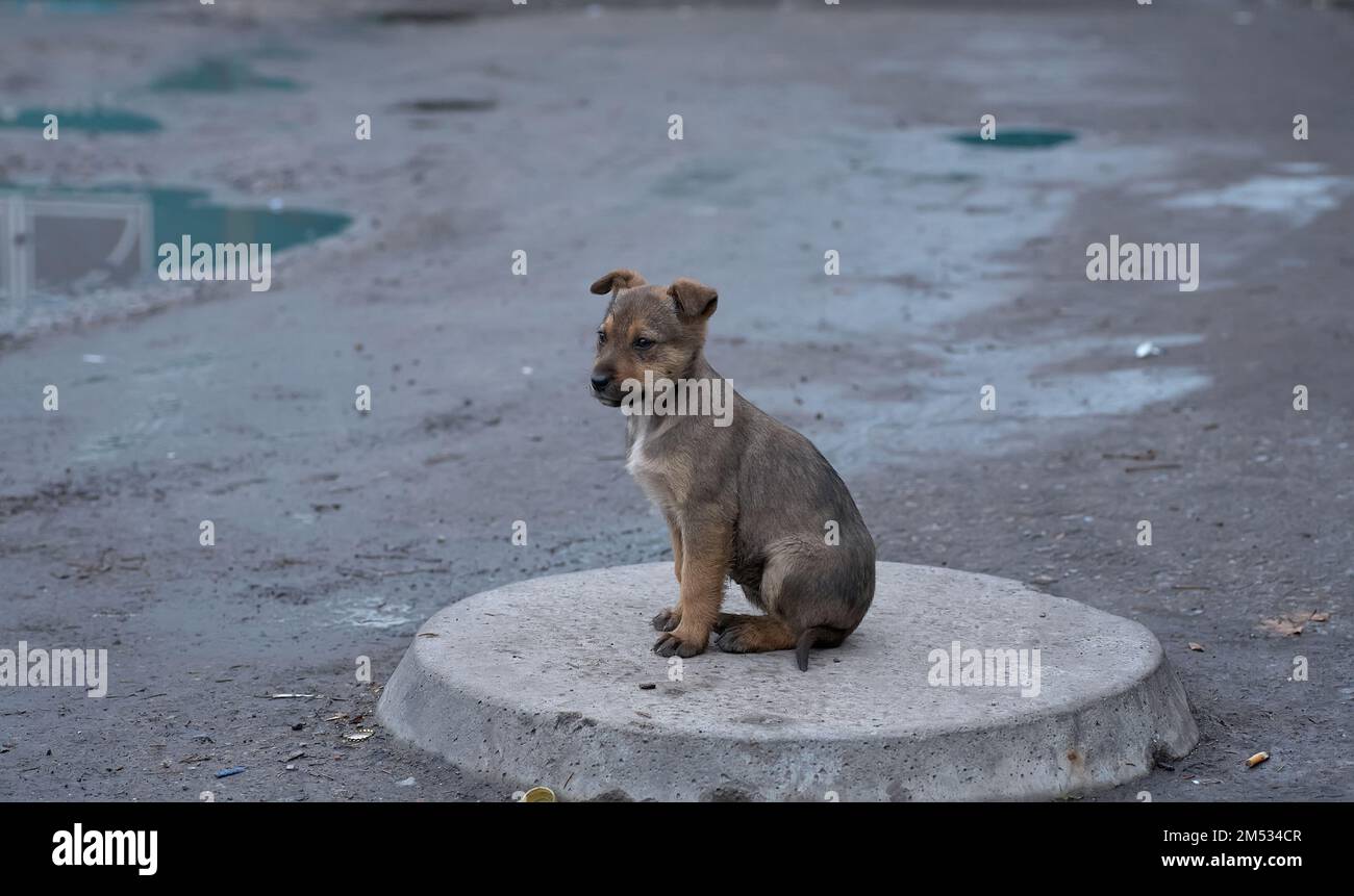 Ein obdachloser Welpe. Kleiner Hund. Heimtier. Tierpflege. Rothaariger, obdachloser Welpe. Veterinär, obdachloses Tierproblem, hungriger Welpe Stockfoto