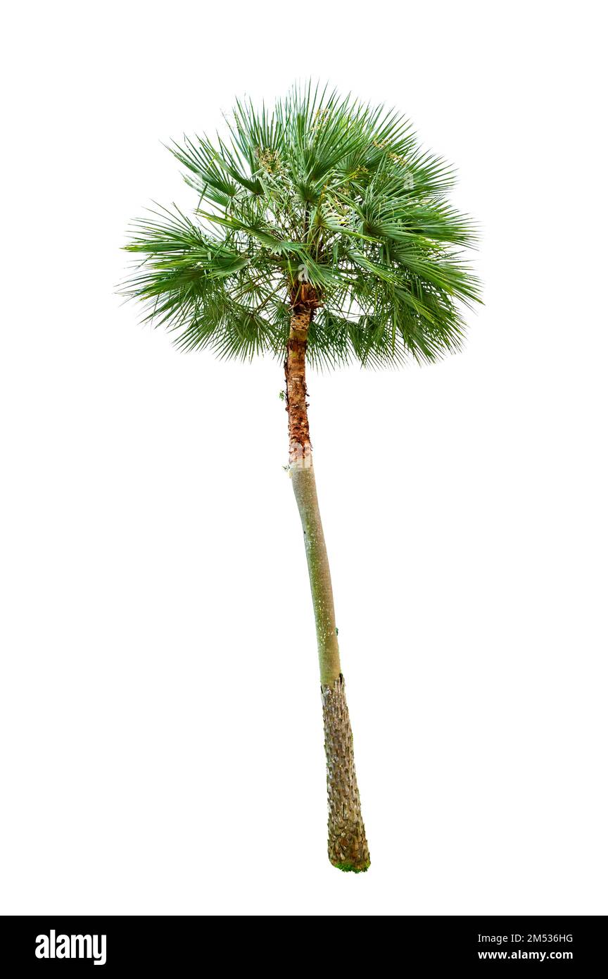 Palme Holz Gartenarbeit weißen Hintergrund isoliert Stockfoto
