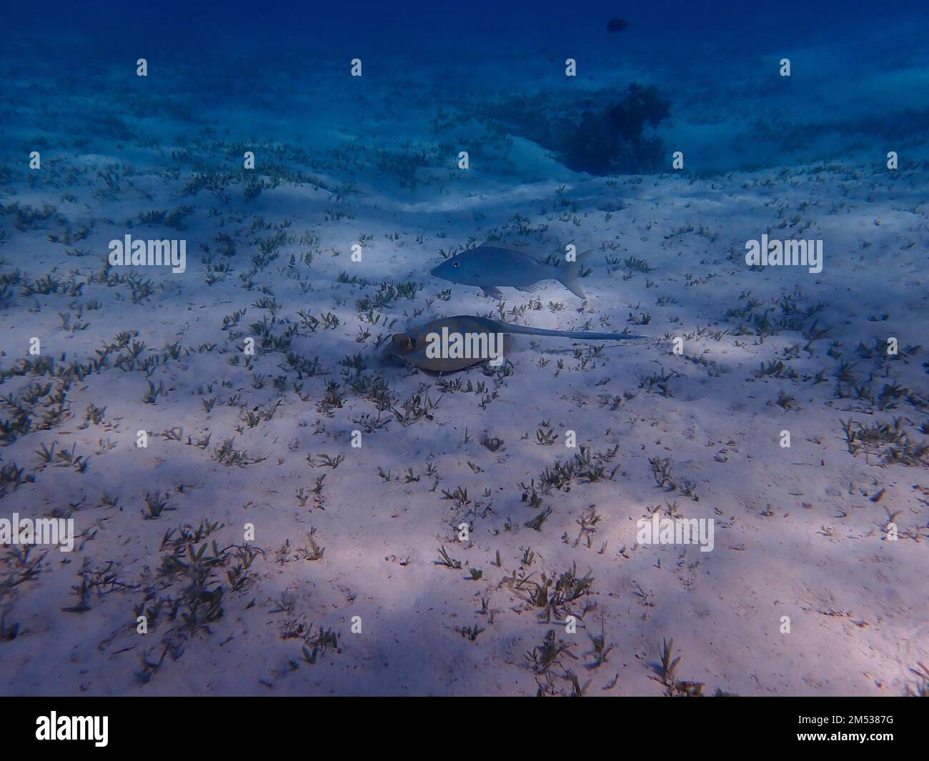 Fische und Rochen im Korallenriff Stockfoto
