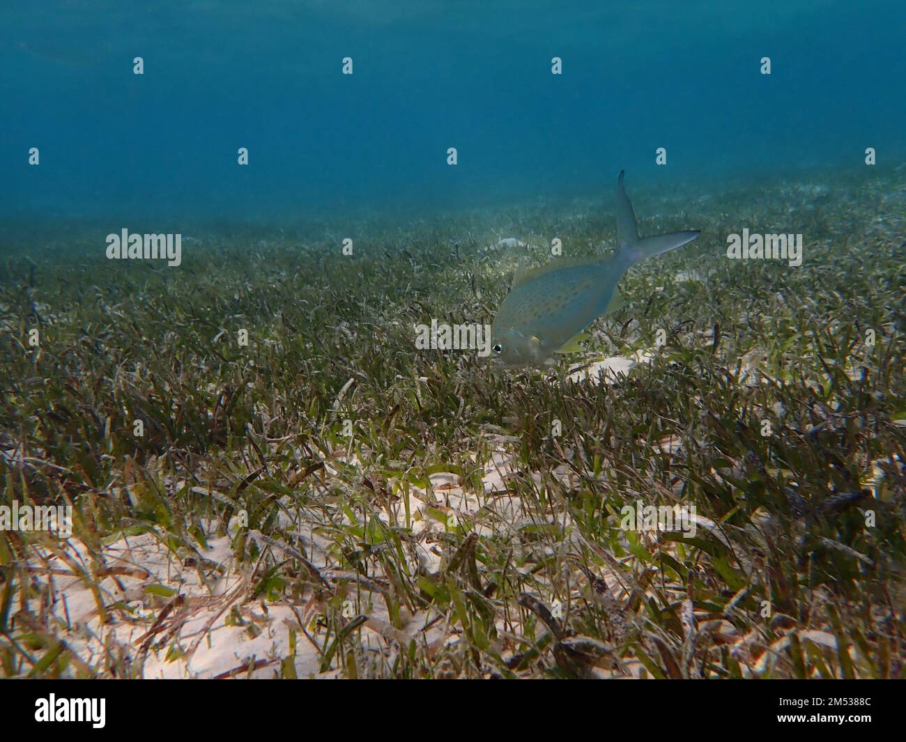 Fische im Korallenriff Stockfoto