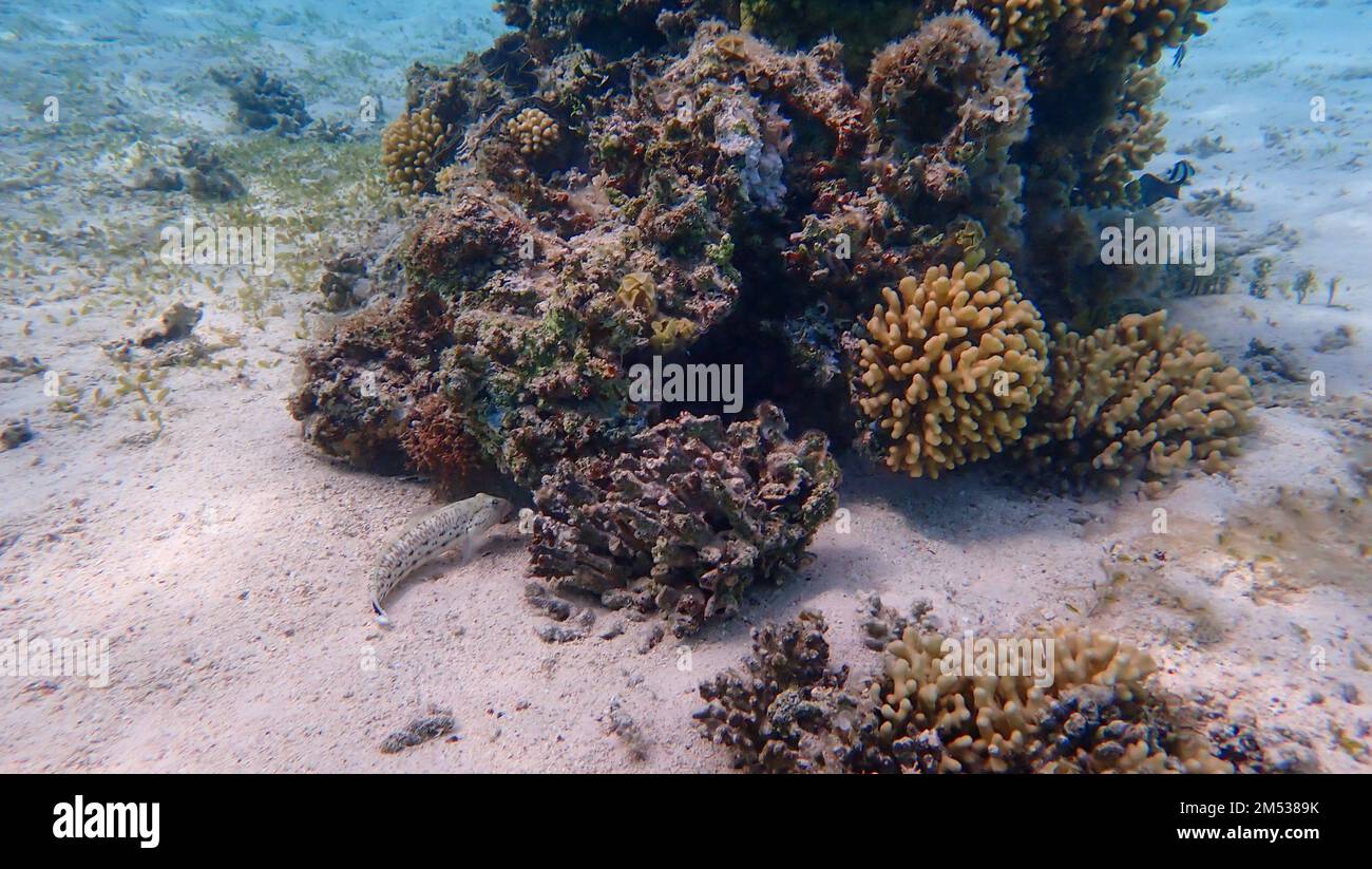 Fische im Korallenriff Stockfoto