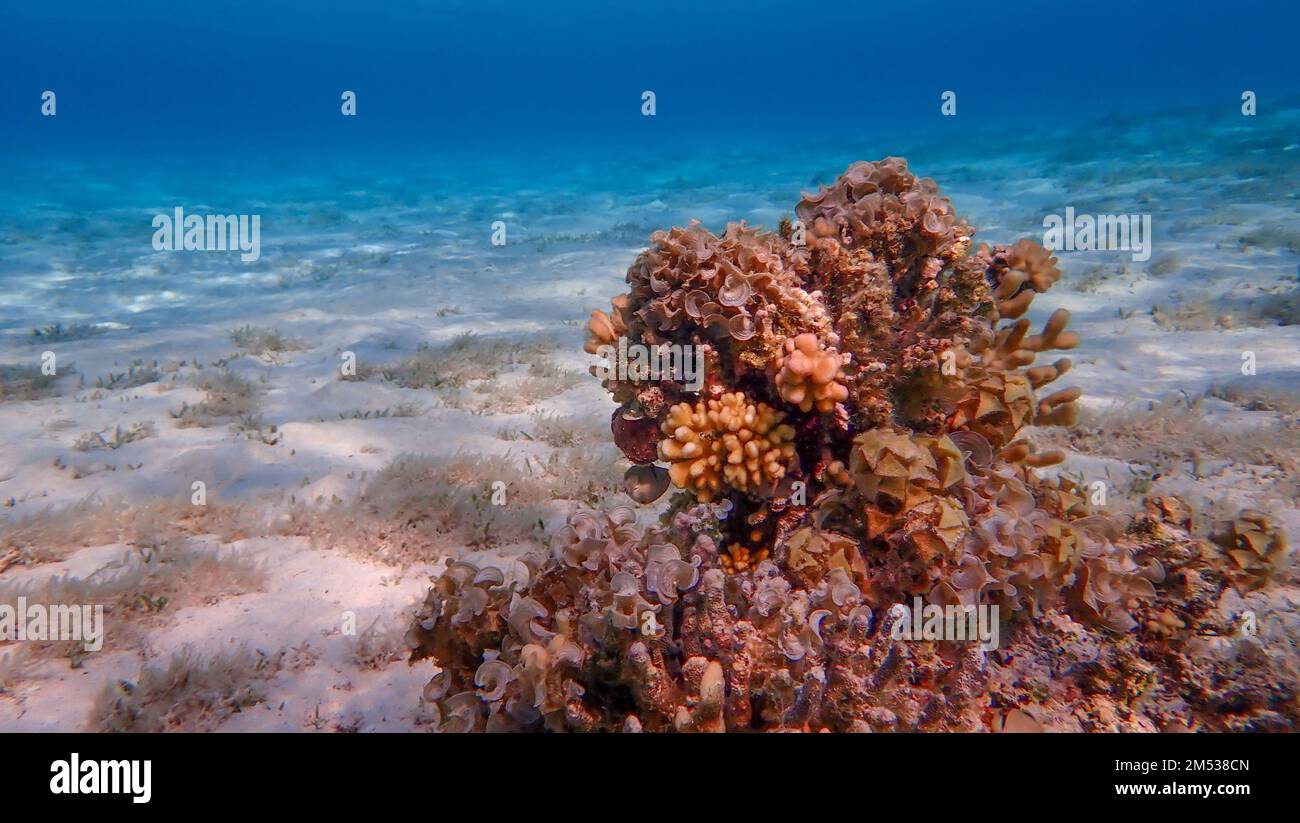 Korallenriffe Stockfoto