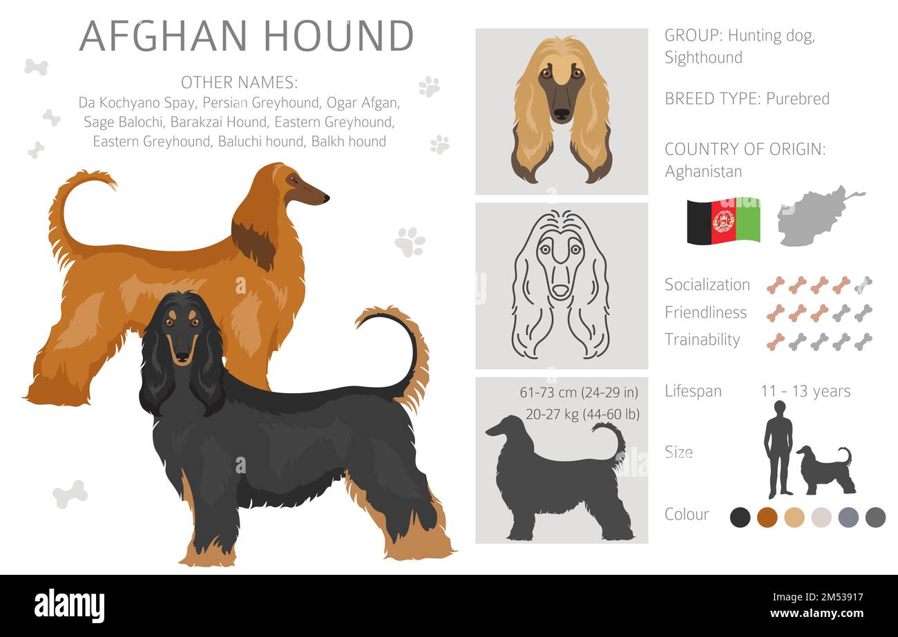 Afghanischer Hund, alle Farben, treffen sich. Verschiedene Mantelfarben eingestellt. Vektordarstellung Stock Vektor