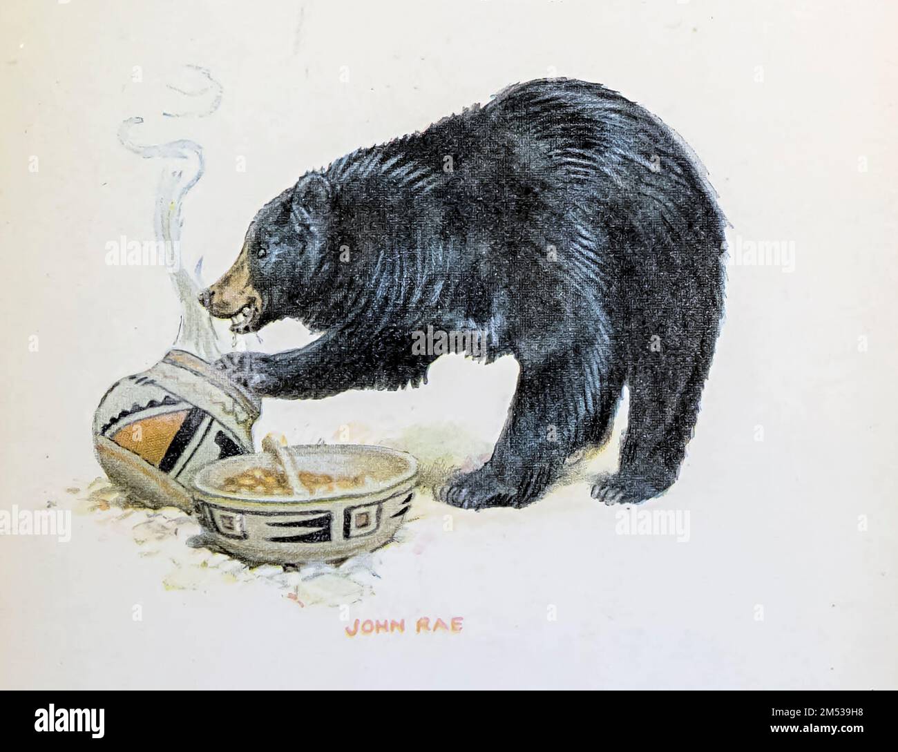 Grizzly Bear (Black Bear) Eating the Food, illustriert von John Rae aus dem Buch " American Indian Märchen " von William Trowbridge Larned, Veröffentlichungsdatum 1921 Herausgeber New York, P. F. Volland Stockfoto