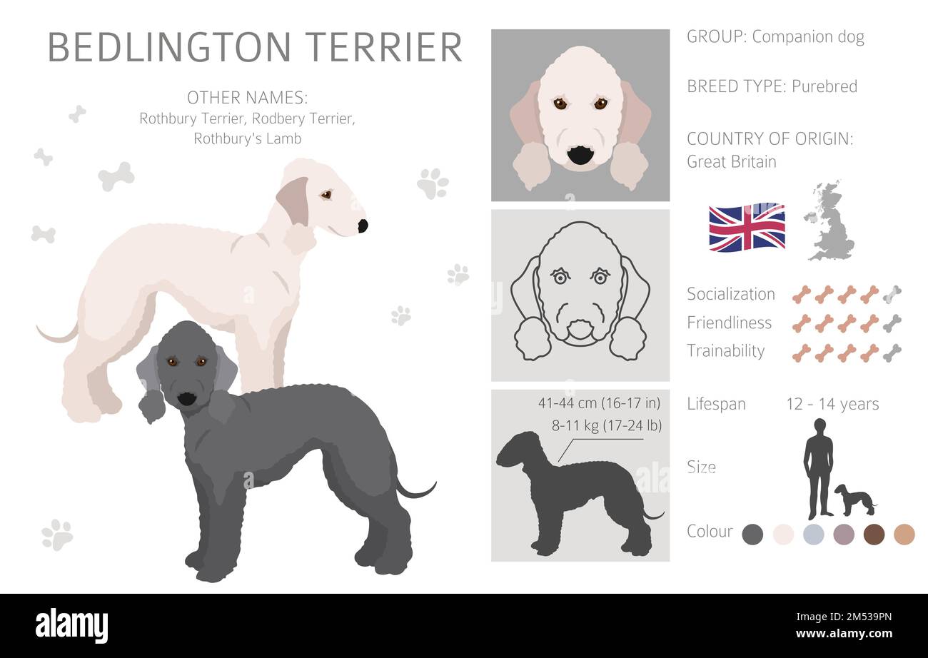 Bedlington Terrier Clipart. Verschiedene Fellfarben und Posen eingestellt. Vektorgrafik Stock Vektor