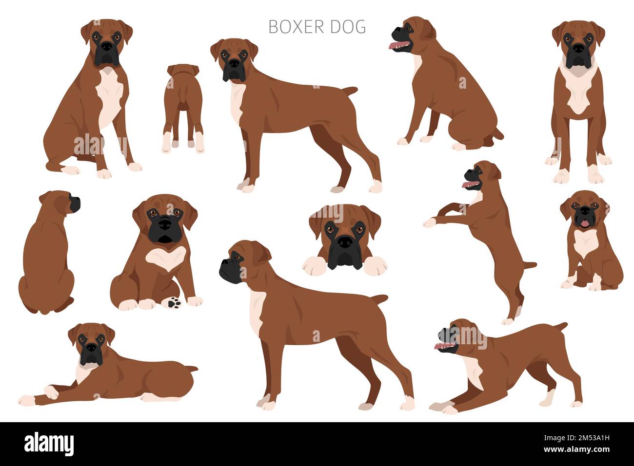 Boxer-Dog-Clipart. Alle Mantelfarben eingestellt. Andere Position. Infografik zu den Merkmalen aller Hunderassen. Vektordarstellung Stock Vektor