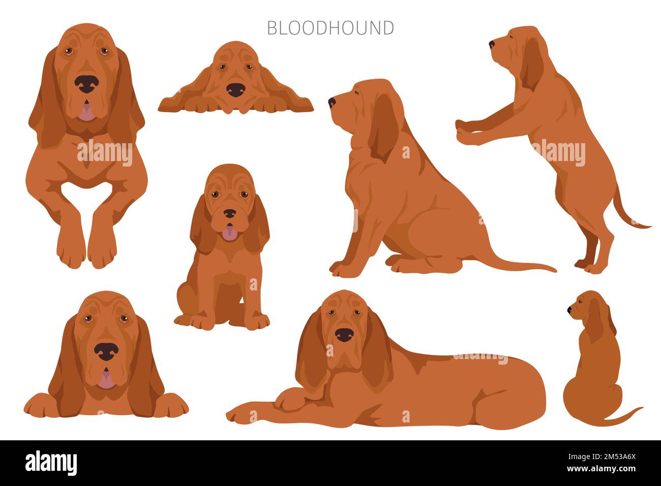 Bluthund-Clipart. Alle Mantelfarben eingestellt. Andere Position. Infografik zu den Merkmalen aller Hunderassen. Vektordarstellung Stock Vektor