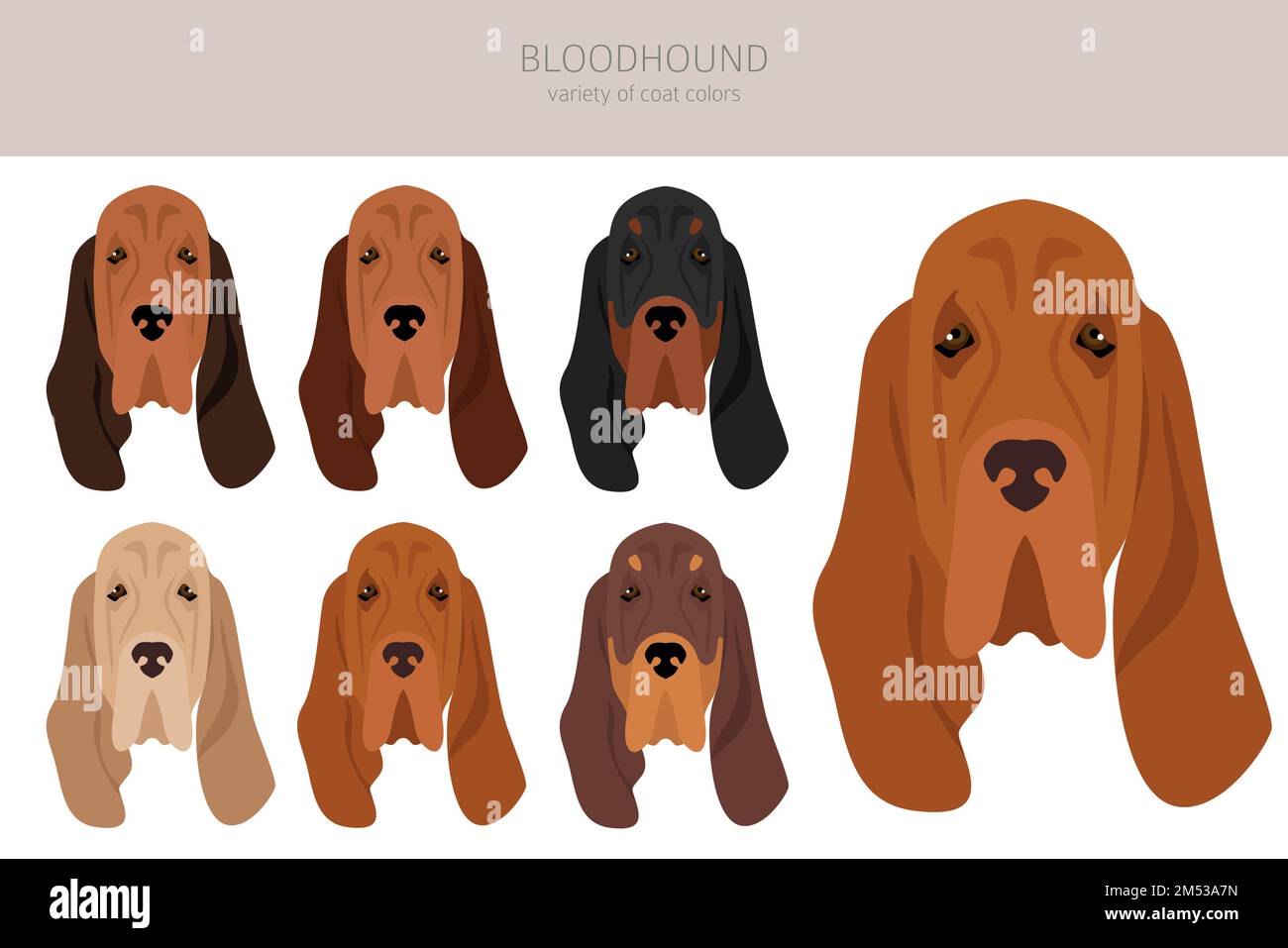 Bluthund-Clipart. Alle Mantelfarben eingestellt. Andere Position. Infografik zu den Merkmalen aller Hunderassen. Vektordarstellung Stock Vektor