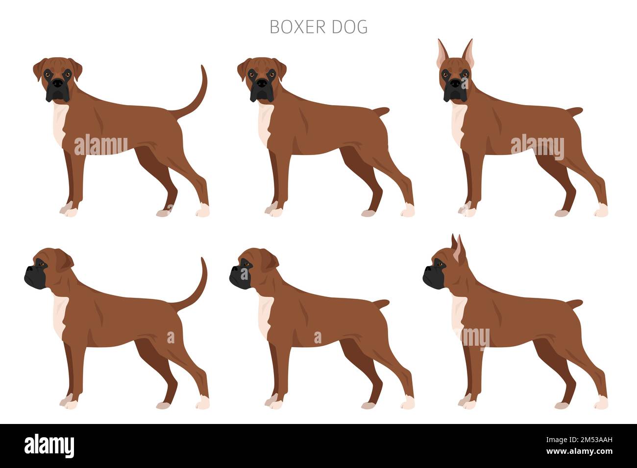 Boxer-Dog-Clipart. Alle Mantelfarben eingestellt. Andere Position. Infografik zu den Merkmalen aller Hunderassen. Vektordarstellung Stock Vektor