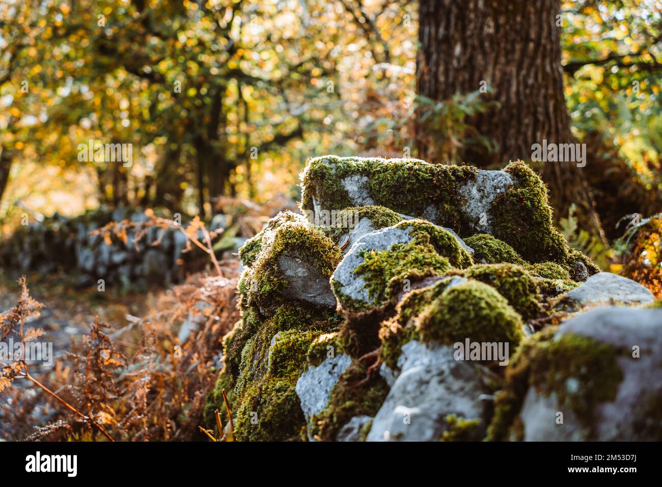Moossteine im Herbstwald. Warme Herbstfarben, Orange, Gelb, brauner Waldhintergrund. Stockfoto