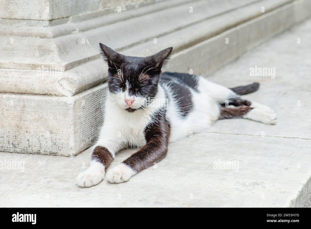 Eine schwarz-weiße Katze liegt neben einer Betonwand. Stockfoto