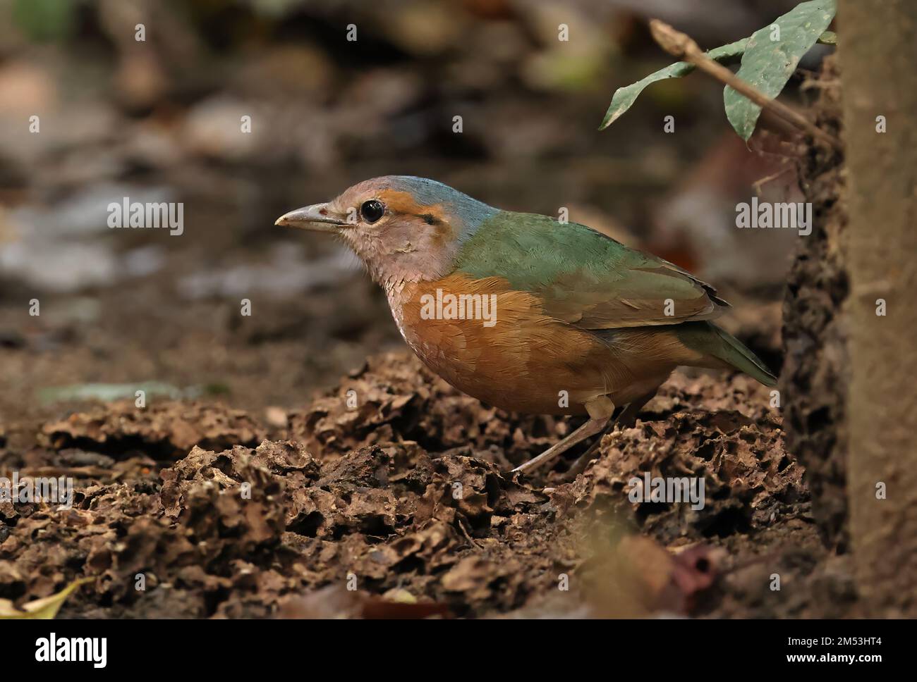 Pitta mit blauem Rumpf (Hydrornis Soror), Erwachsener, der auf dem Waldboden steht, Cat Tien, Vietnam Dezember Stockfoto