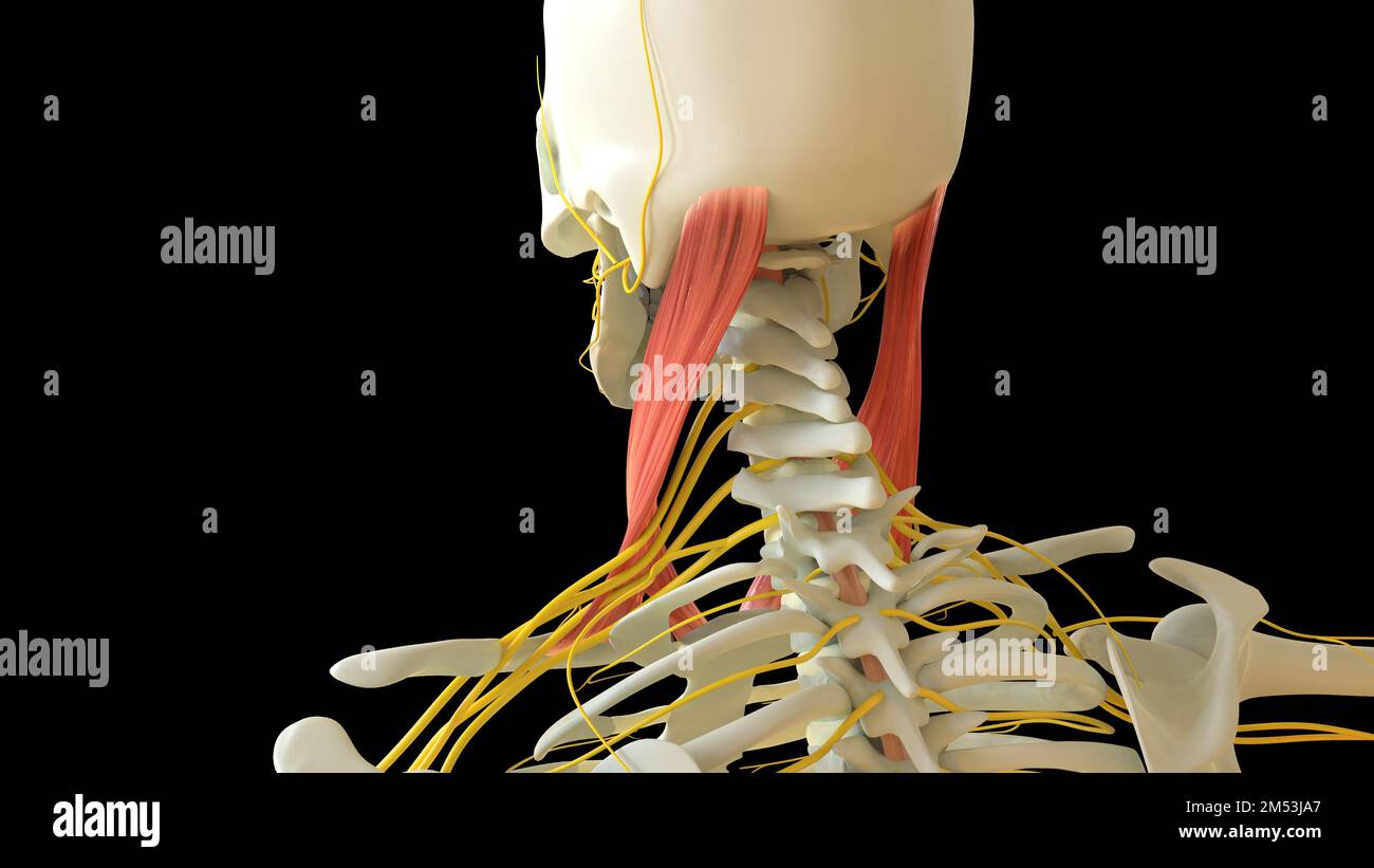 Die Anatomie des M. sternocleidomastoideus für die medizinische Konzept-3D-Illustration Stockfoto