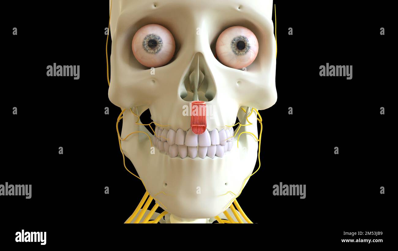 Depressor Septi Nasi-Muskel-Anatomie für die medizinische Konzept-3D-Illustration Stockfoto