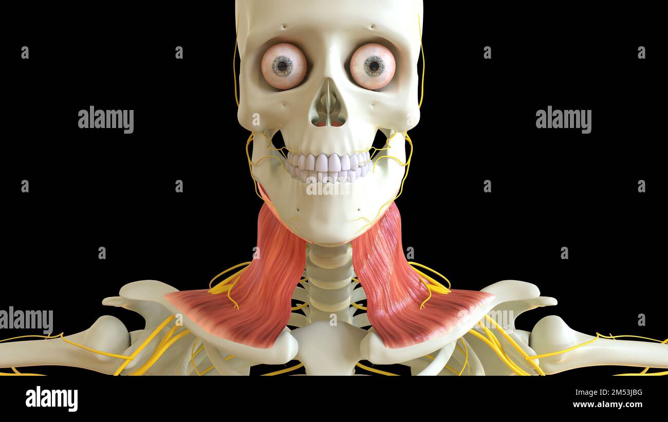 Platysma-Muskel-Anatomie für die medizinische Konzept-3D-Illustration Stockfoto