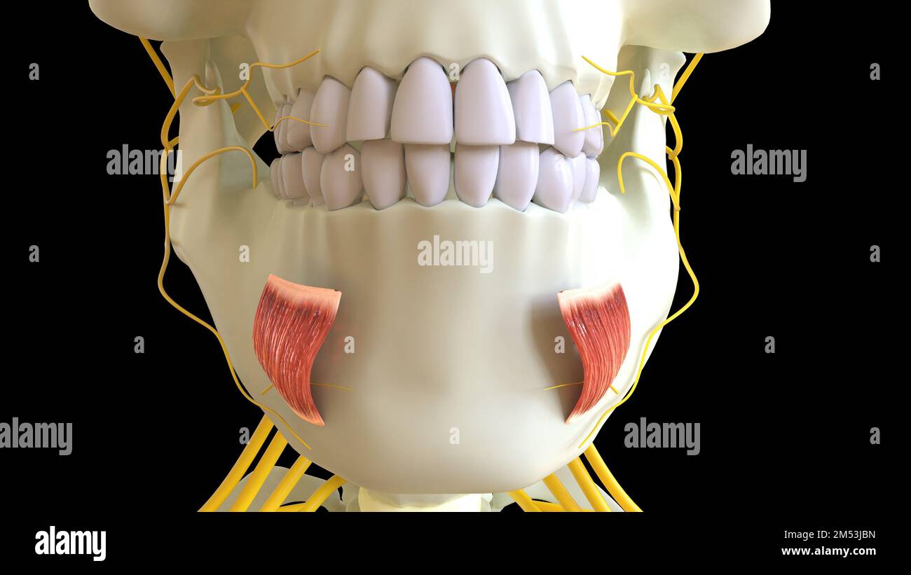 Die Muskelanatomie des Depressor labii Inferioris für die medizinische Konzept-3D-Illustration Stockfoto