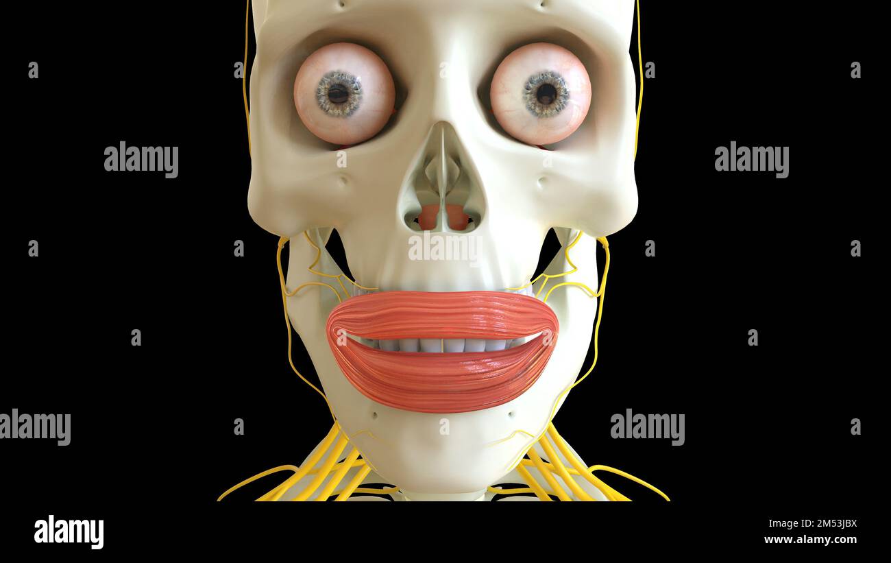 Orbicularis-Muskel-Anatomie für die medizinische Konzept-3D-Illustration Stockfoto