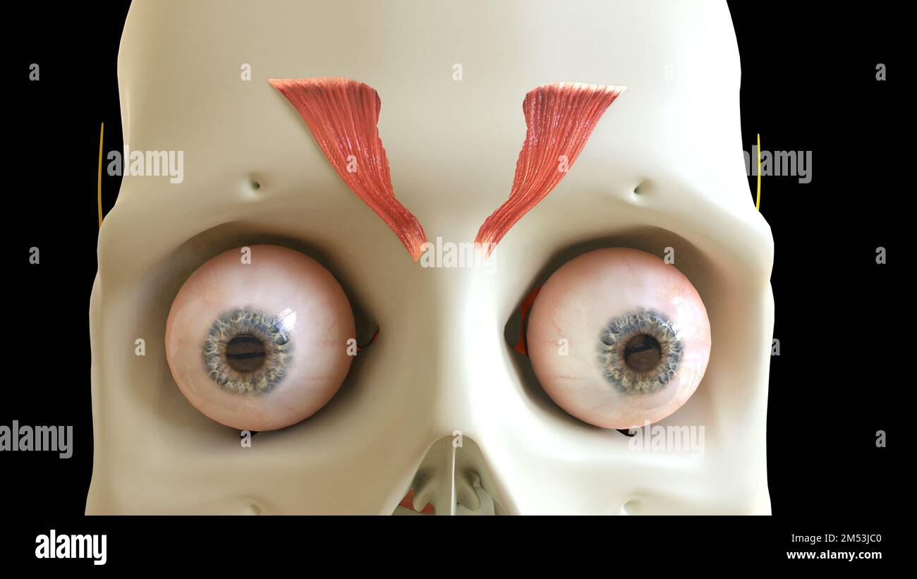 Die Anatomie des Musculus depressor supercilii für die medizinische Konzept-3D-Illustration Stockfoto