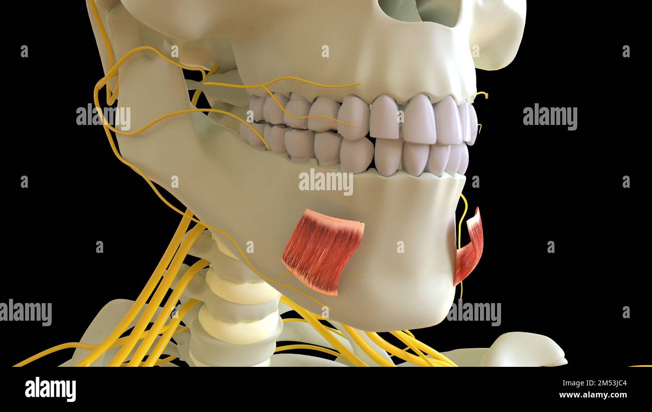 Die Muskelanatomie des Depressor labii Inferioris für die medizinische Konzept-3D-Illustration Stockfoto