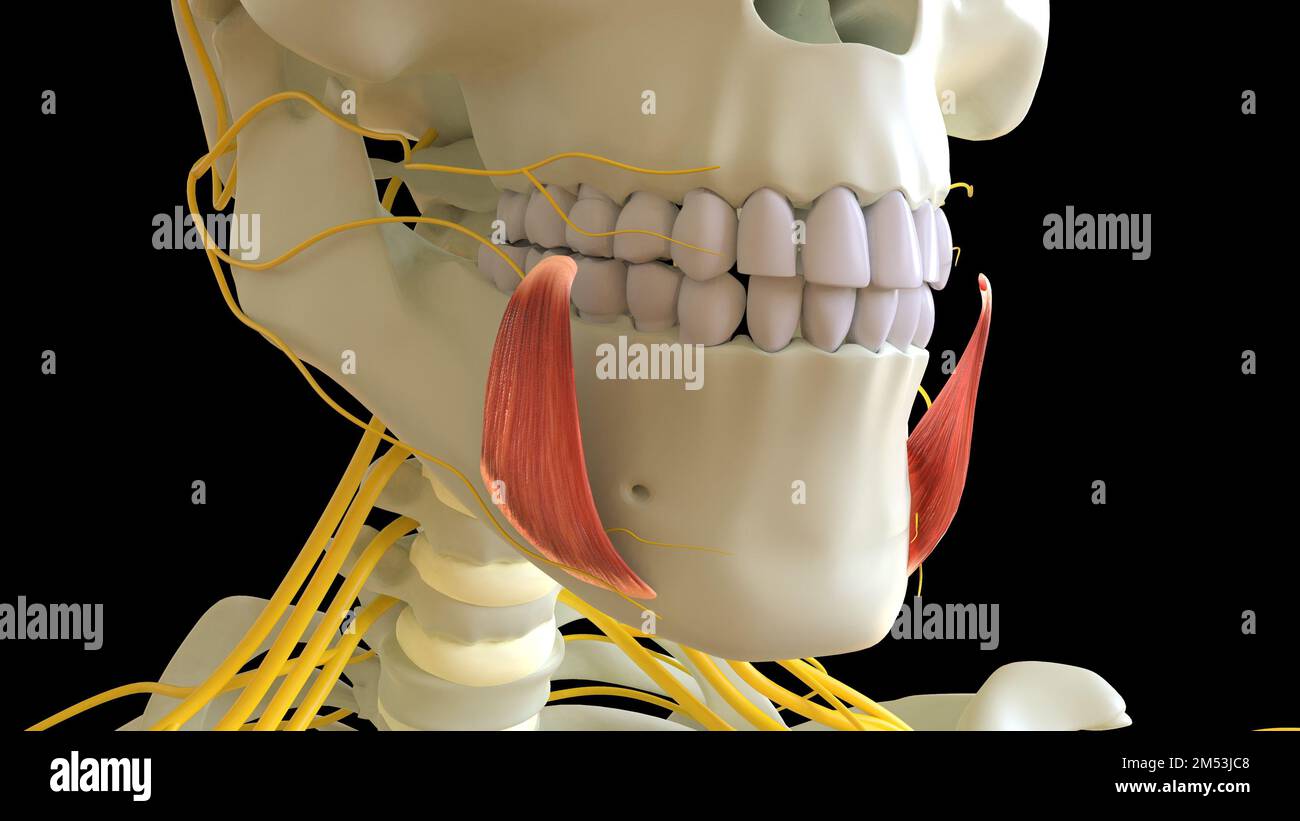 Die Anatomie des Musculus depressor anguli Oris für die medizinische Konzept-3D-Illustration Stockfoto