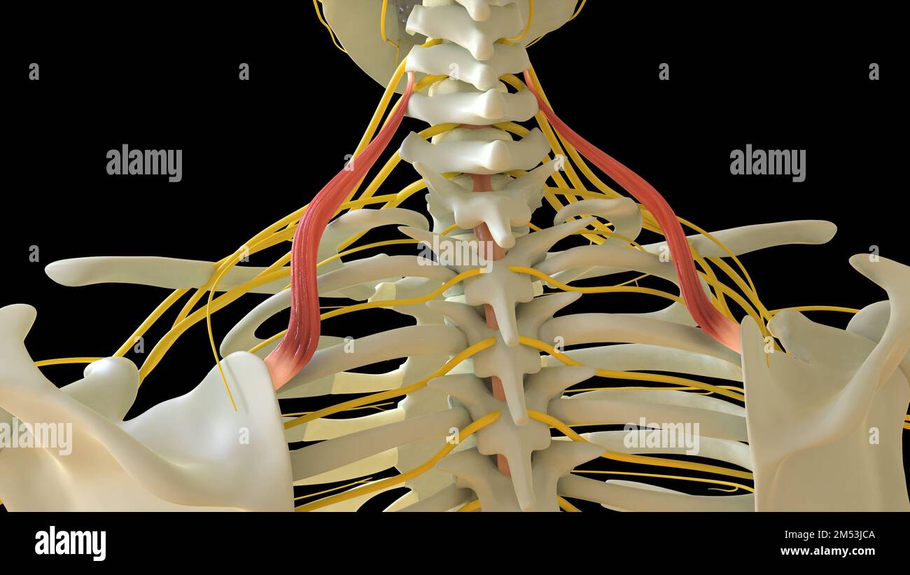 Die Anatomie des Musculus Levator scapulae für die medizinische Konzeption 3D-Darstellung Stockfoto