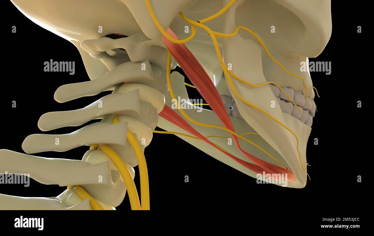 Digastrische Muskelanatomie für die medizinische Konzept-3D-Illustration Stockfoto