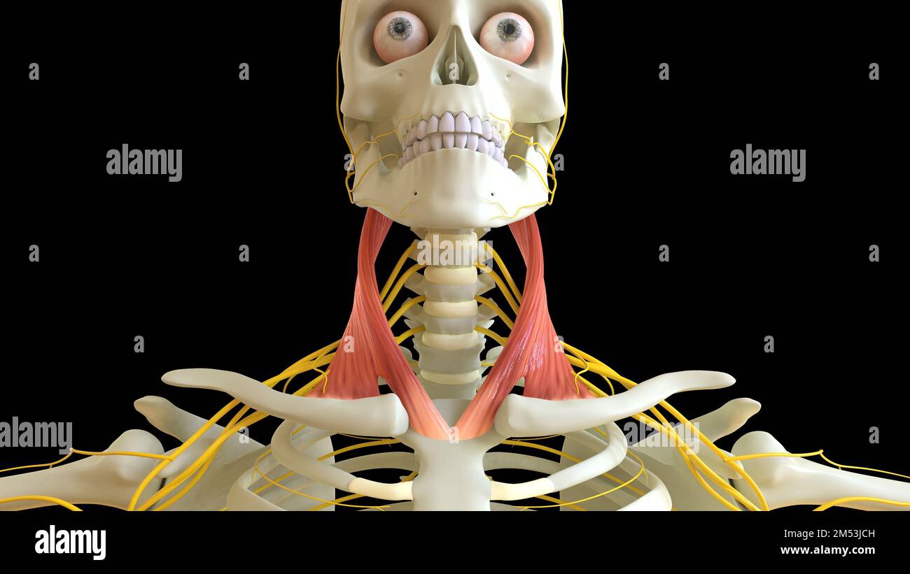 Die Anatomie des M. sternocleidomastoideus für die medizinische Konzept-3D-Illustration Stockfoto