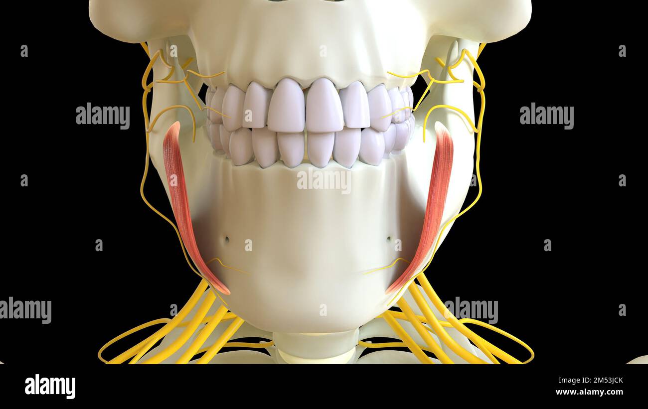 Die Anatomie des Musculus depressor anguli Oris für die medizinische Konzept-3D-Illustration Stockfoto