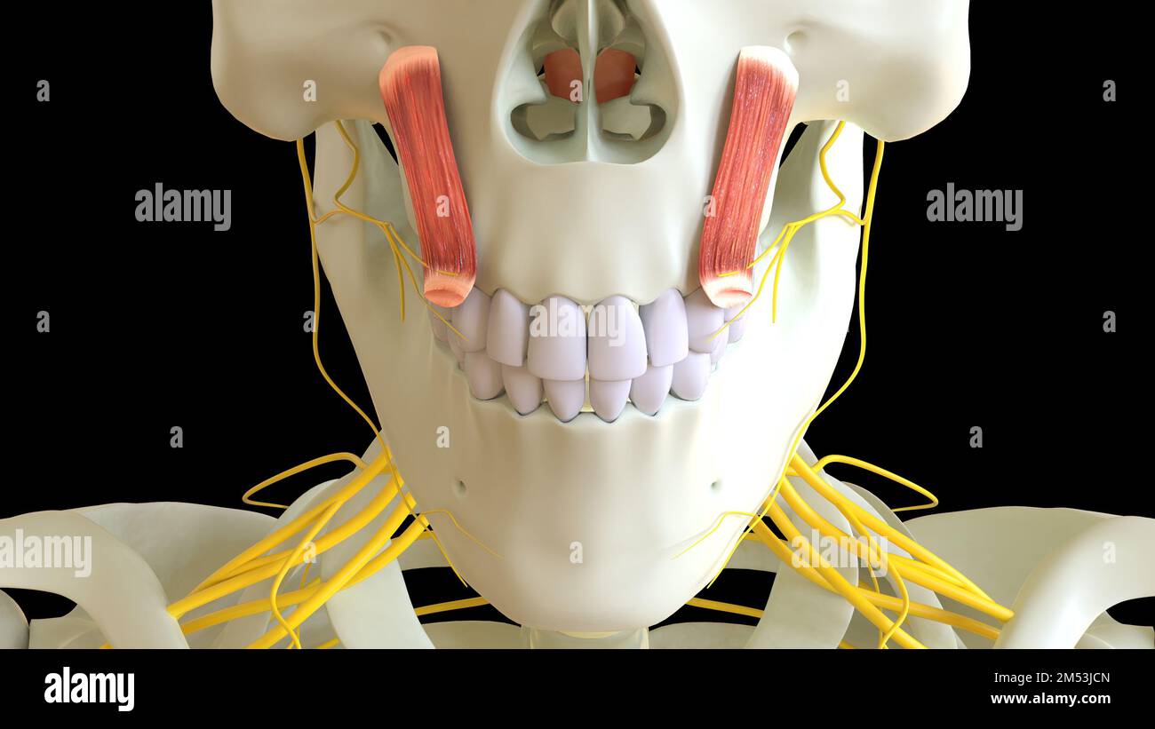 Levator labii Musculus superioris für die medizinische Konzept-3D-Illustration Stockfoto