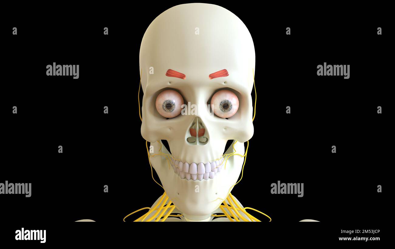 Corrugator-Supercilii-Muskel-Anatomie für die medizinische Konzeptdarstellung 3D Stockfoto
