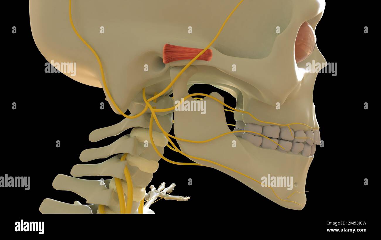Anatomie des vorderen Ohrmuskels für die medizinische Konzept-3D-Illustration Stockfoto