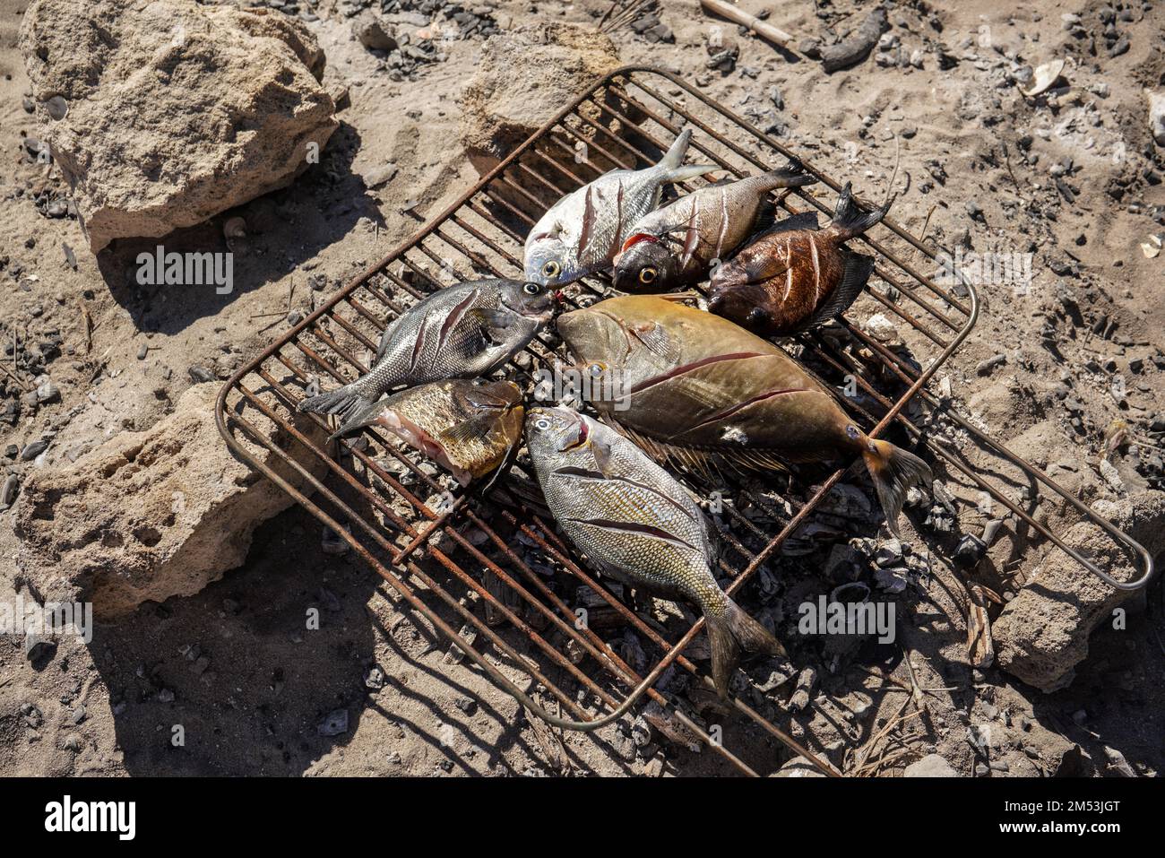 Frisch gefangener Seefisch gegrillt über dem Kamin an einem sonnigen Tag, Nahaufnahme Stockfoto