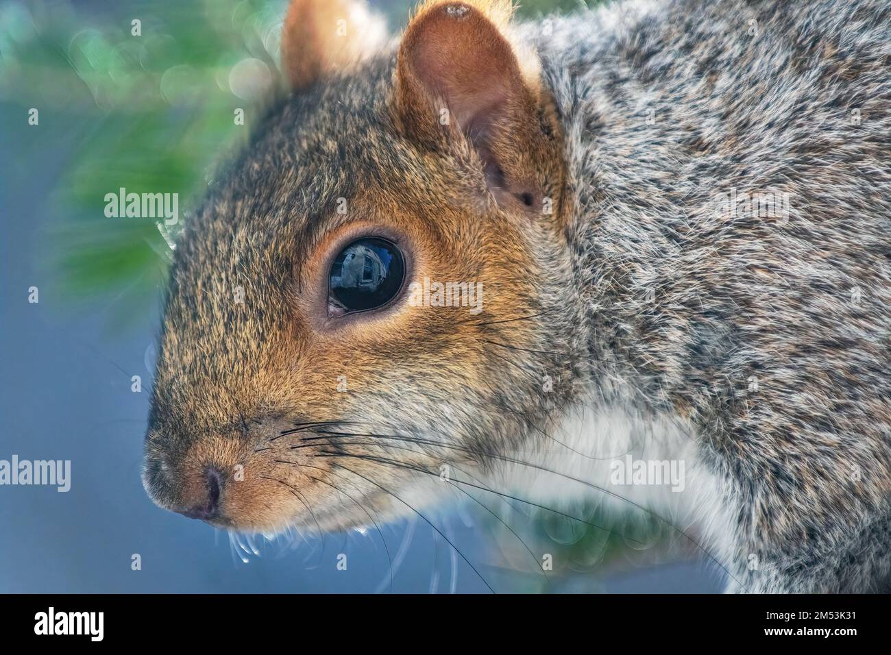 Graue Eichhörnchen-Nahaufnahme Stockfoto