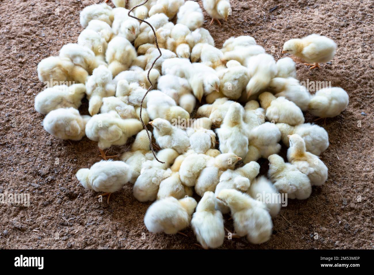 Ein Schwarm von ein paar Tagen alten Hühnchen, die vom Boden des Bauernhofs fressen. Geflügelzucht mit Hühnern. Tierhaltung Stockfoto