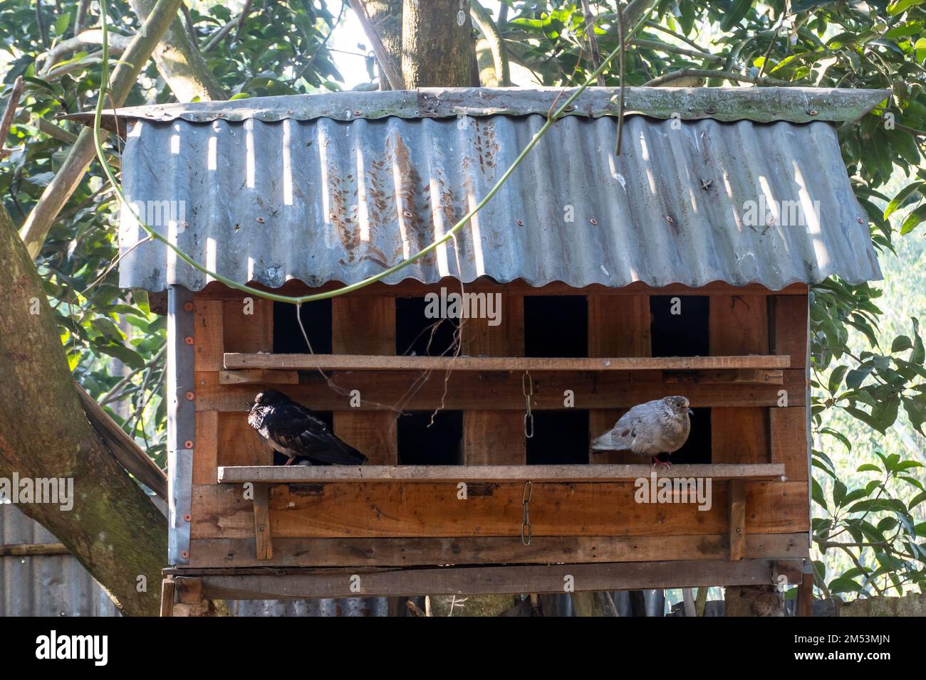 columba livia domestica sitzt vor dem Haus. Zwei Tauben sitzen auf einem Holzstock Stockfoto