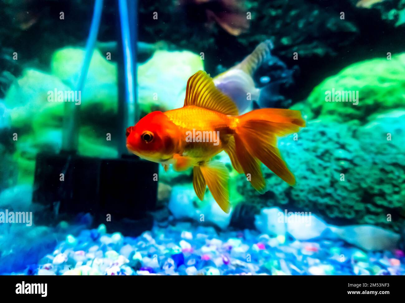 Ein Goldfisch im Aquarium, Ein Goldfisch im Hintergrund von Wasserpflanzen Stockfoto