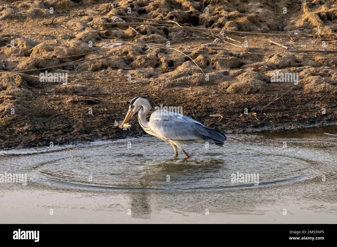 Graureiher (Ardea cinerea) mit einem überraschten Fisch in seiner Rechnung, Mabula, Südafrika Stockfoto