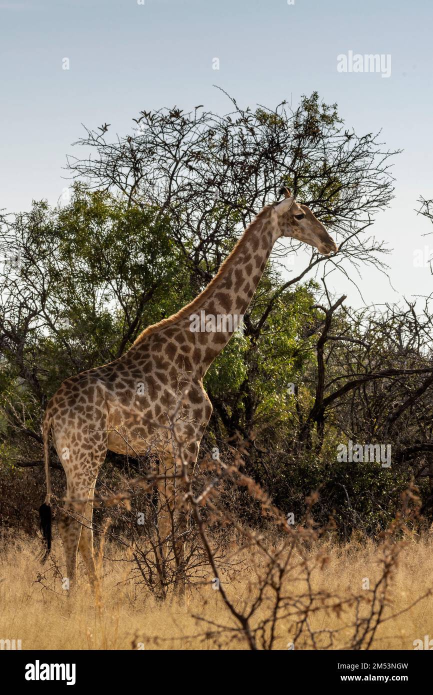 Südliche Giraffe (Giraffa camelopardalis giraffa) im Busch, die die späte Sonne befällt, Mabula, Südafrika Stockfoto