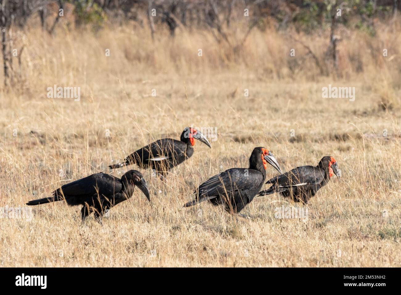 Eine Familie südlicher Hornvogel (Bucorvus leadbeateri) mit einem Jungtier, Mabula, Südafrika Stockfoto