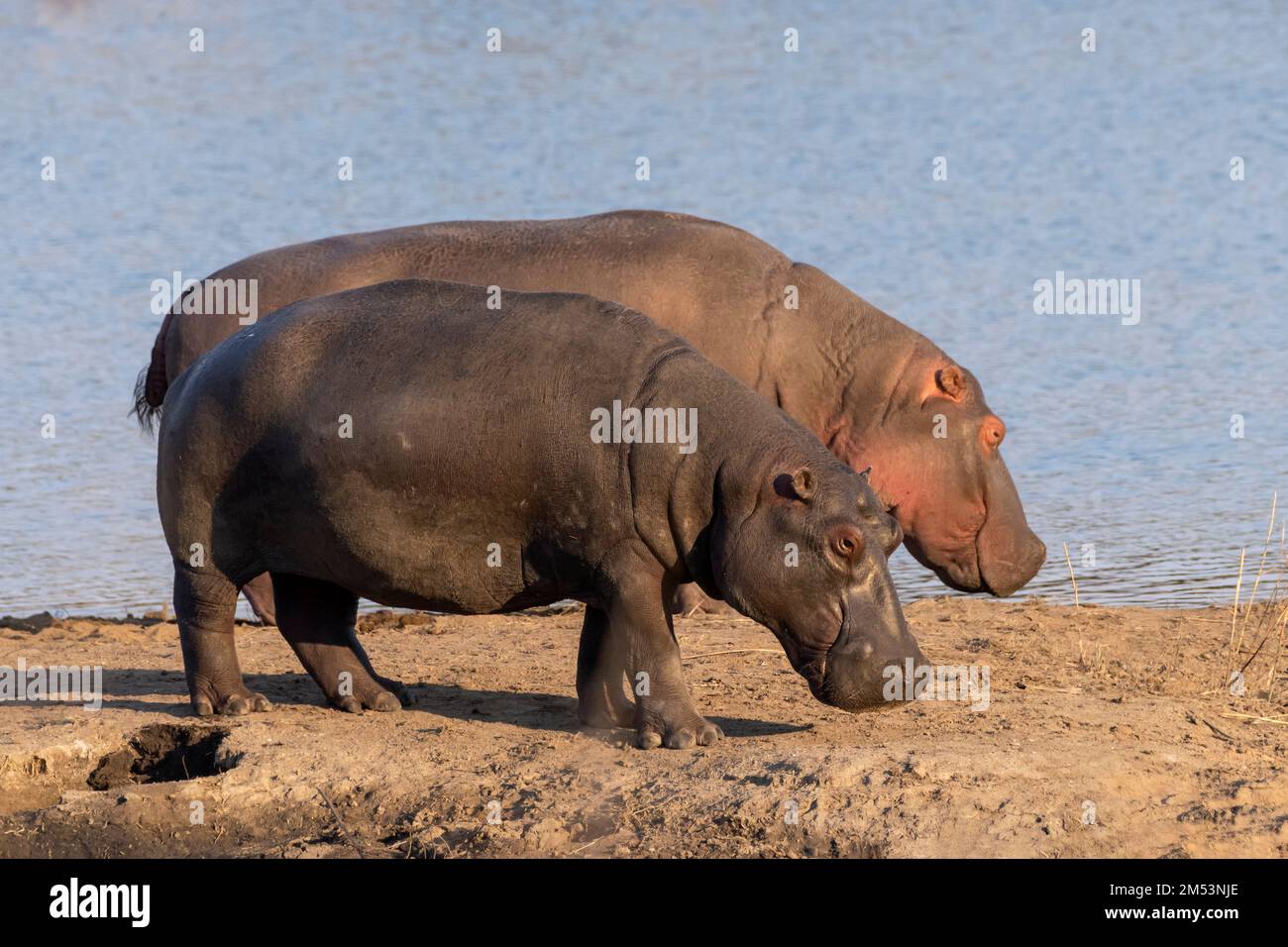 Nilpferde (Hippopotamus amphibius) aus dem Wasser, spät am Tag, Mabula, Südafrika Stockfoto
