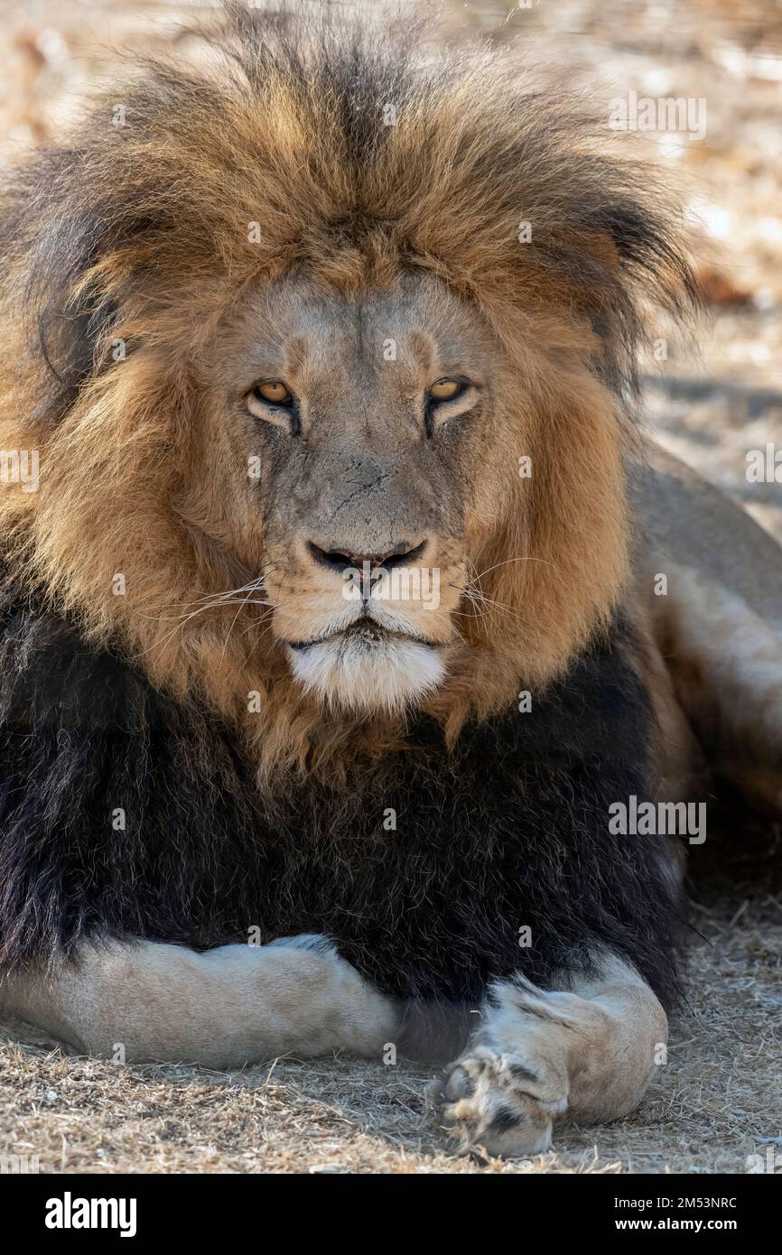 Schwarzer Löwe aus der Nähe, vertikal, Puruma Pride, Südafrika Stockfoto