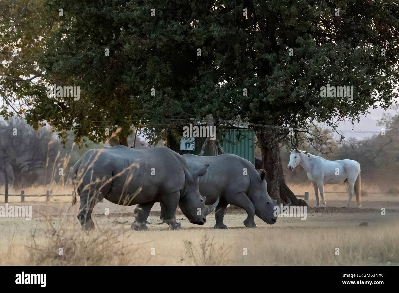 Ein Pferd überrascht, als zwei weiße Nashörner an seinen Ställen in der Provinz Limpopo, Südafrika vorbeilaufen Stockfoto