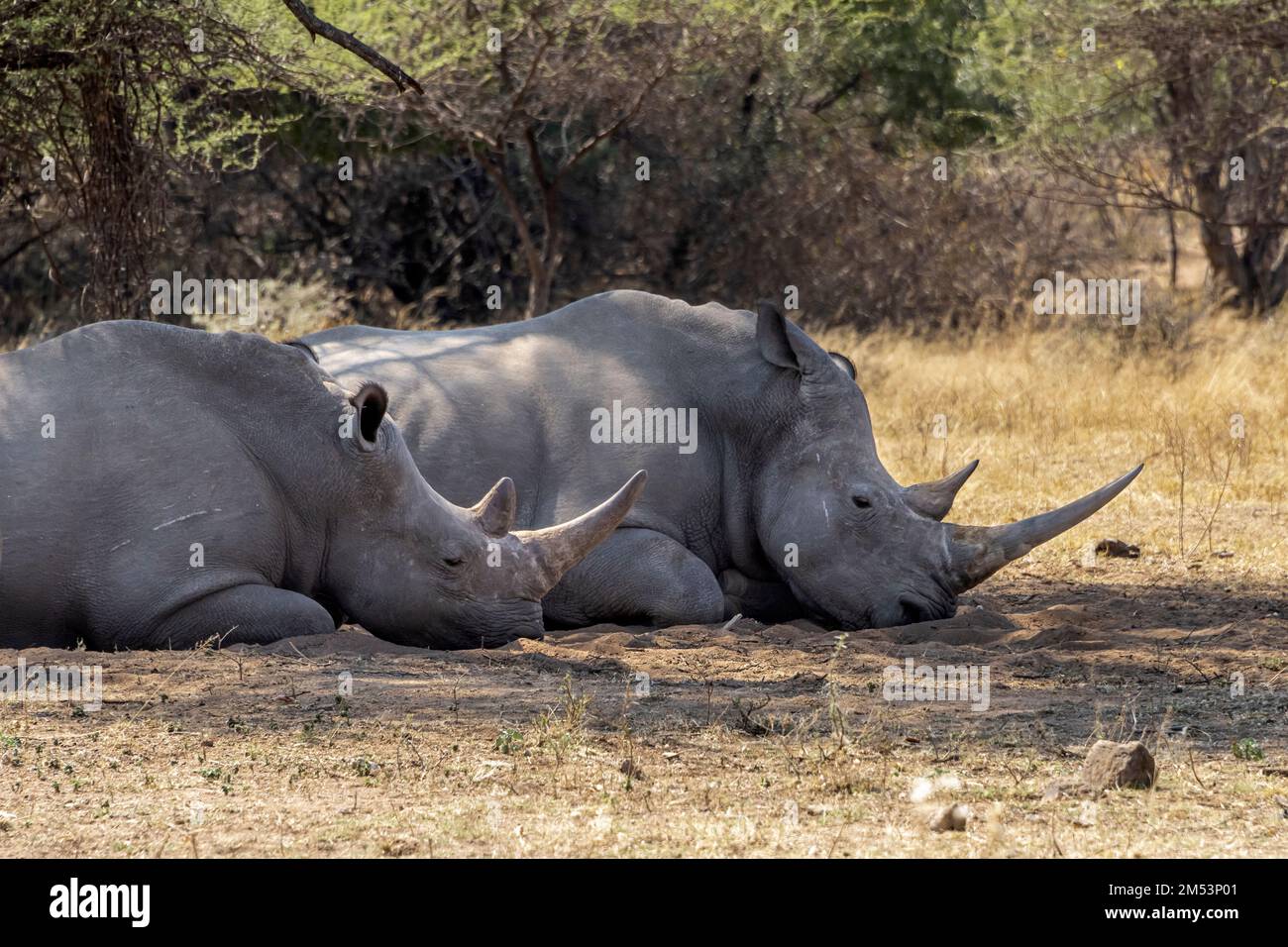 Ein Paar weiße Nashörner mit wunderschönen großen Hörnern im Schatten, Limpopo Provinz, Südafrika Stockfoto