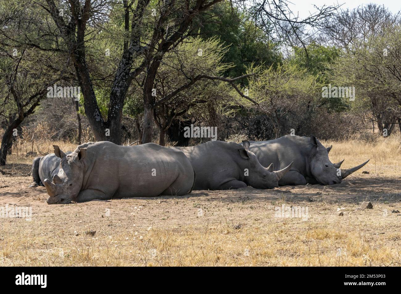 Absturz von vier weißen Nashörnern, eines teilweise abgeschoren, lag im Schatten, Provinz Limpopo, Südafrika Stockfoto